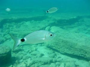 Μελανούρι, ένα από τα πιο όμορφα ψάρια των ελληνικών θαλασσών
